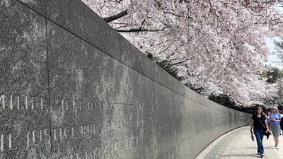 washington DC MLK martin luther king memorial cherry blossom